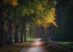 Droga z ogrodzeniem w jesiennym lesie