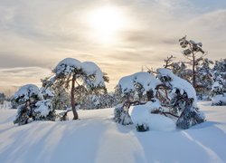 Drzewa i krzewy przysypane śniegiem