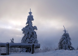 Drzewa i ławka na wzgórzu w zimowej mgle