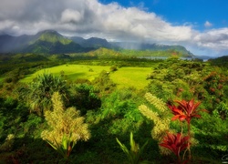 Drzewa i roślinność na Hawajach z widokiem na góry i morze