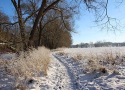 Drzewa i trawa przy ścieżce przez zaśnieżone pola