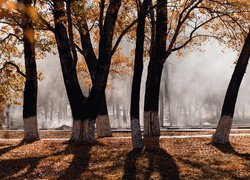 Drzewa jesienią w zamglonym parku