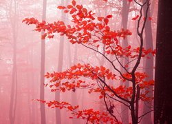 Drzewa jesiennego lasu w mgle