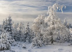 Drzewa na szczycie Erbeskopf zimą