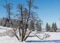Drzewa na zaśnieżonym wzgórzu