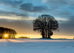 Drzewa na zimowym polu w blasku zachodzącego słońca