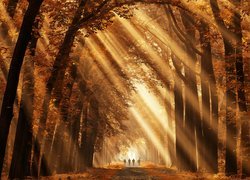 Las, Drzewa, Jesień, Przebijające światło, Słoneczne, Ścieżka, Liście