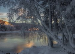 Rzeka Jenisej, Wzgórza, Drzewa, Zima, Rosja