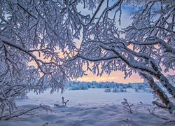 Finlandia, Laponia, Jezioro Inari, Zima, Ośnieżone, Drzewa