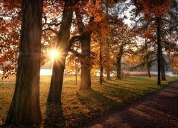 Jesień, Park, Promienie słońca, Staw, Drzewa, Carskie Sioło, Petersburg, Rosja