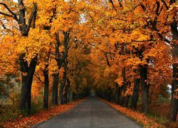 Drzewa przy drodze jesienią