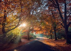 Droga, Drzewa, Jesień, Promienie słońca, Poranek