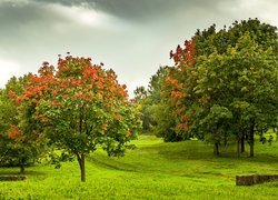 Drzewa w jesiennym parku