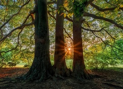 Drzewa w promieniach słońca latem