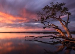 Wschód słońca, Jezioro, Weyba Lake, Drzewo, Queensland, Australia