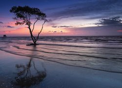 Drzewo na morskiej plaży o zmierzchu