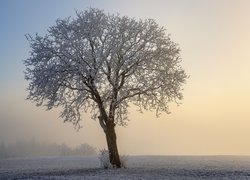 Zima, Pole, Mgła, Drzewo