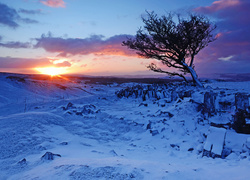 Drzewo na zaśnieżonym polu w świetle zachodzącego słońca