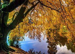 Drzewo nad jeziorem w angielskiej posiadłości Stourhead jesienią