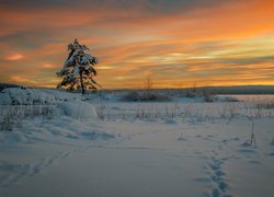 Zaśnieżone, Jezioro Glafsfjorden, Zachód słońca, Drzewo, Zima, Arvika, Szwecja
