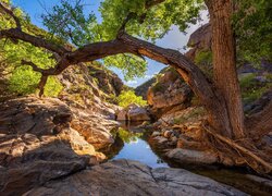 Skały, Wąwóz, Rzeka, Poland Creek, Drzewo, Prescott National Forest, Arizona, Stany Zjednoczone