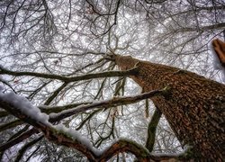 Drzewo pokryte śniegiem