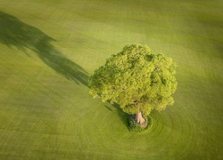Drzewo rzucające cień na zieloną łąkę