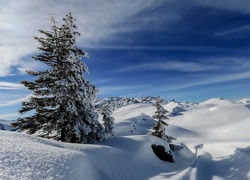 Drzewo w górach zasypanych śniegiem