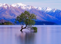 Drzewo w jeziorze Wanaka na tle gór w Nowej Zelandii