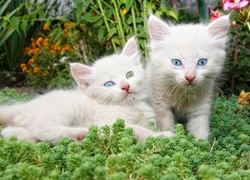 Dwa białe kotki wśród zielonych roślin i kwiatów