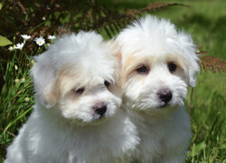 Dwa białe szczeniaki na trawie
