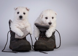 Dwa białe szczeniaki siedzą w butach