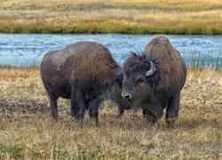 Dwa bizony