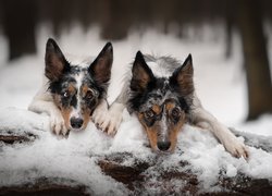 Dwa, Psy, Border collie, Drzewo, Śnieg