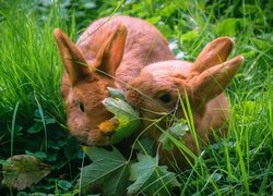 Dwa brązowe króliczki w trawie