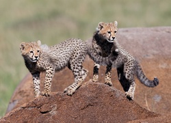 Dwa gepardy na skale