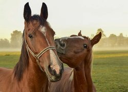 Dwa kasztanowe konie na pastwisku