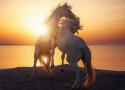 Dwa, Konie, Morze, Zachód słońca