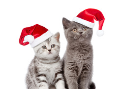 Dwa kotki w świątecznych czapeczkach
