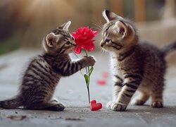 Dwa kotki z różą i serduszkiem