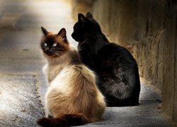 Dwa koty na chodniku