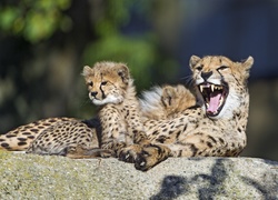 Dwa leżące gepardy