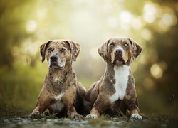Dwa leżące psy rasy catahoula leopard dog