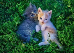 Dwa małe kotki w trawie