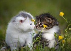 Dwa malutkie kotki w trawie