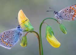 Dwa, Motyle, Modraszki ikary, Żółte, Kwiaty