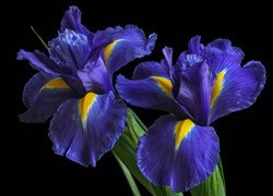Kwiaty, Niebieskie, Irysy