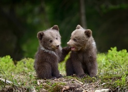 Dwa niedźwiadki brunatne na polanie