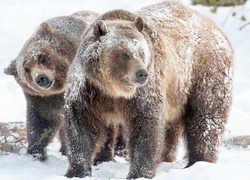 Dwa niedźwiedzie na zimowym spacerze