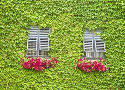 Dwa okna z petuniami na porośniętej liśćmi ścianie
